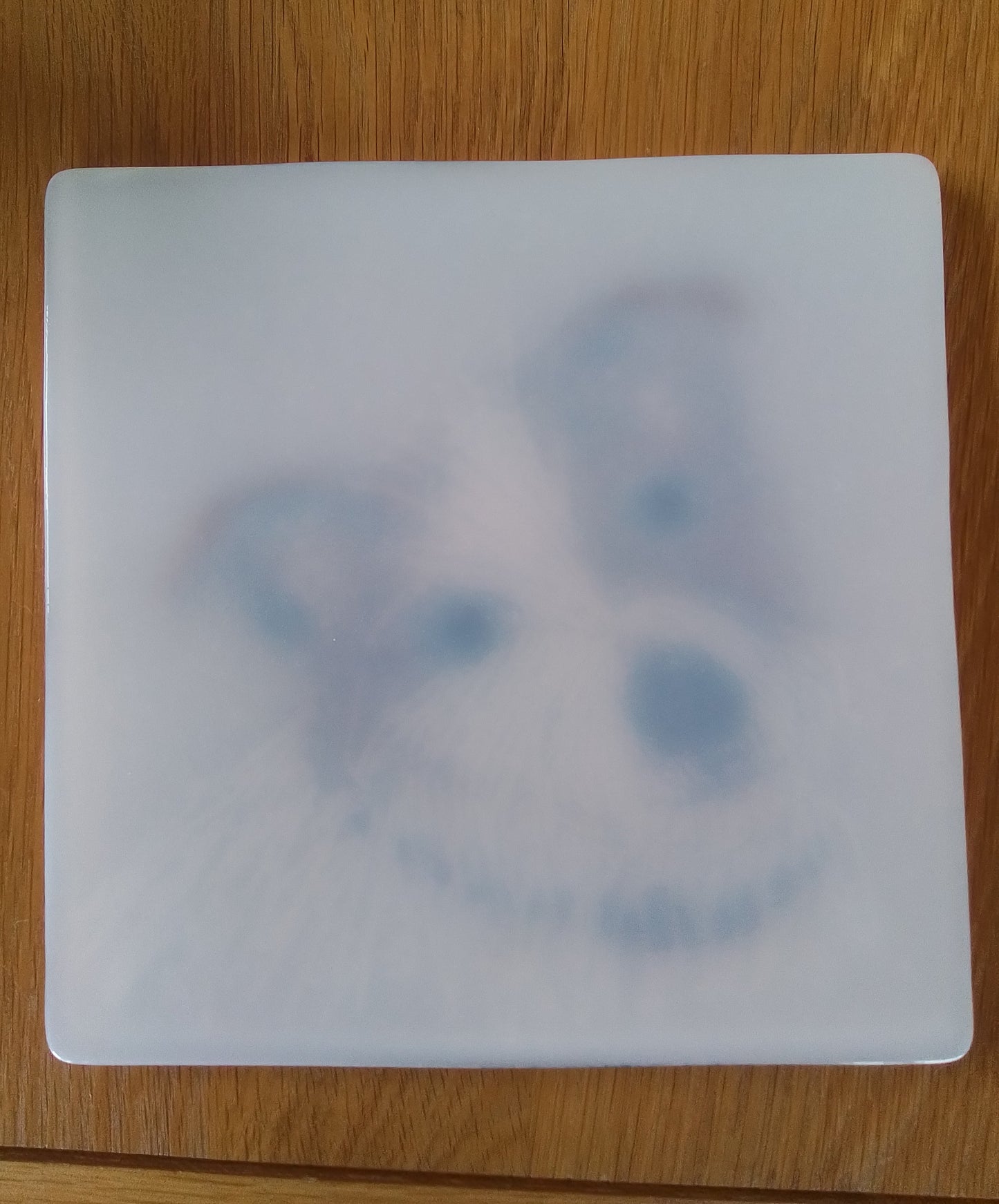 Jack Russell Terrier Portrait