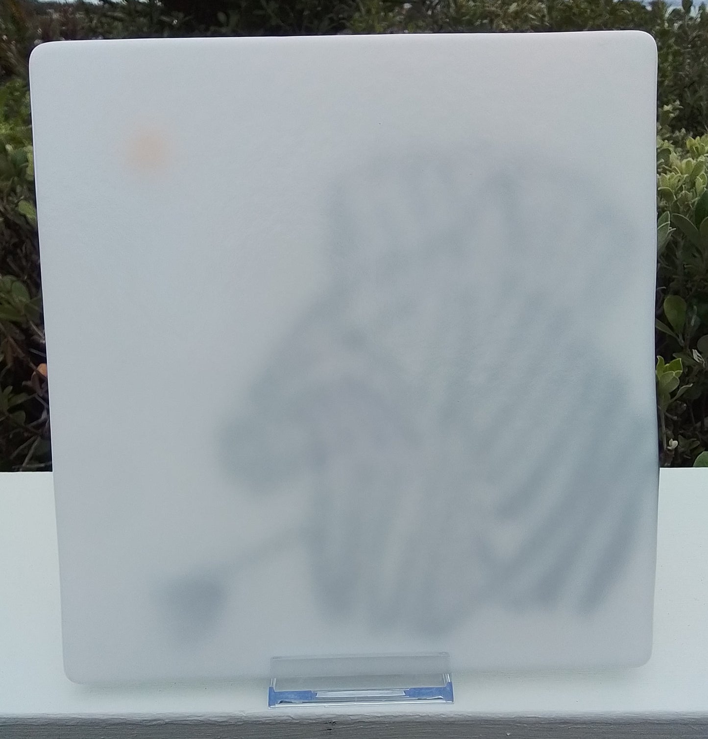 Zebra (turning to the sun)